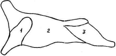 Обвалка баранины схема